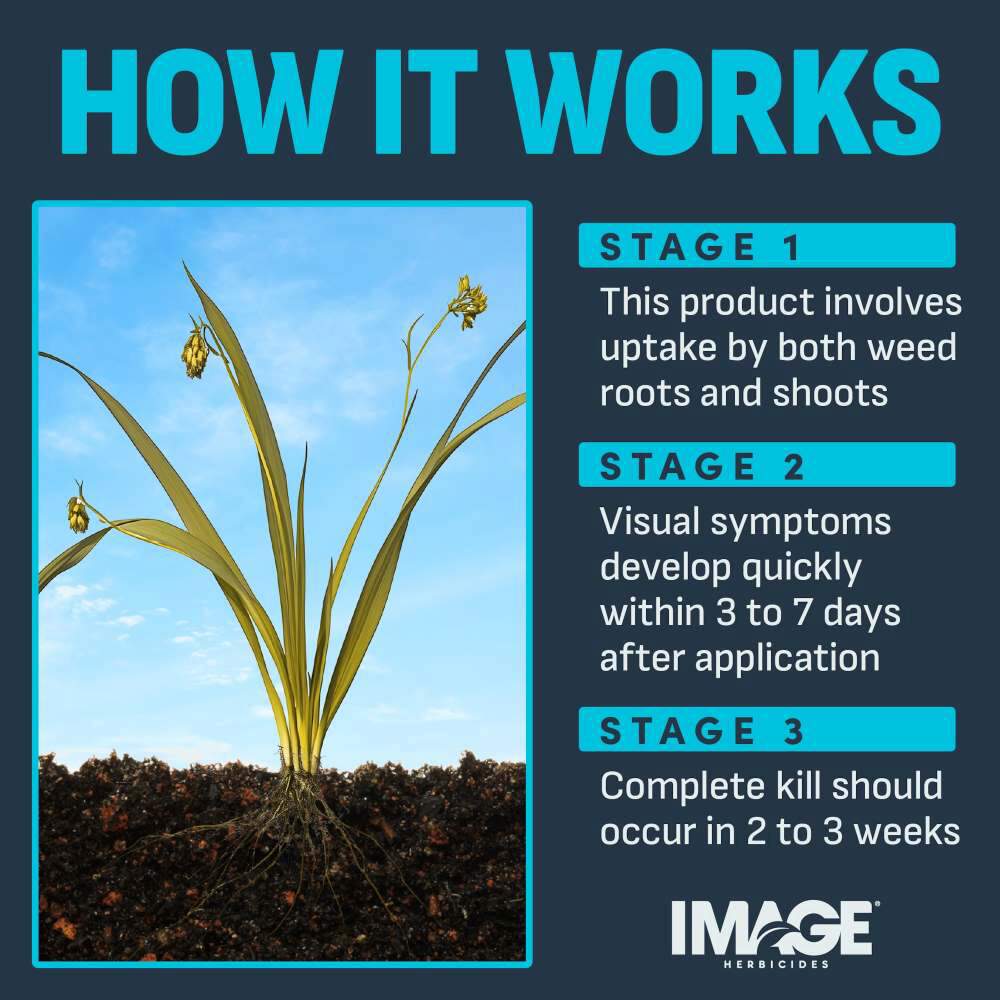 image-crabgrass-nutsedge-weed-killer-concentrate-alt-6