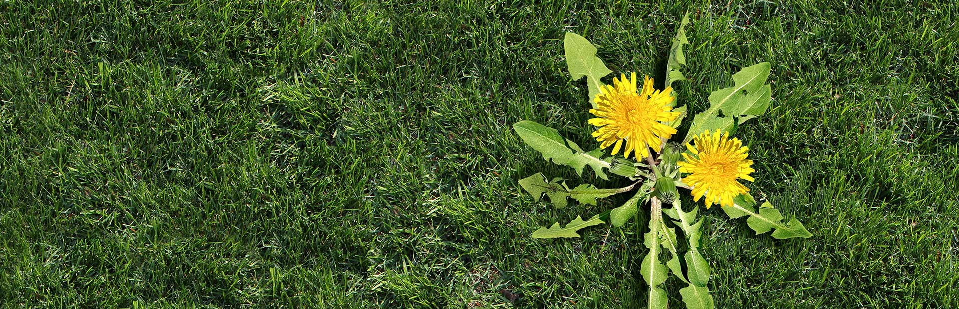 image home page banner