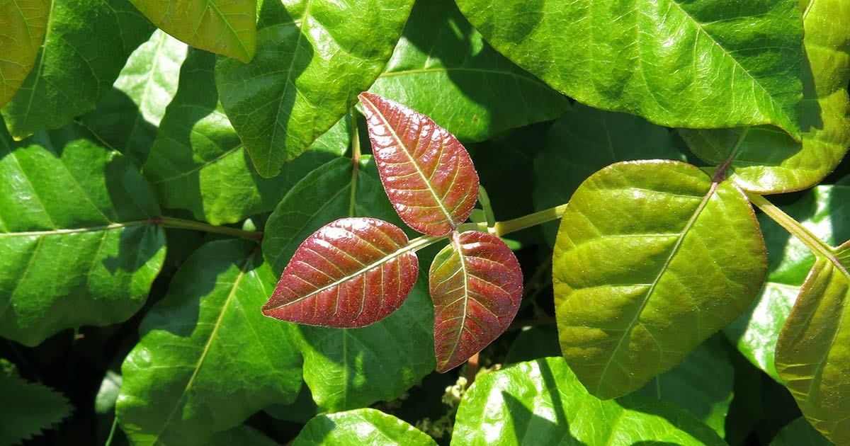 kudzu leaf vs poison ivy