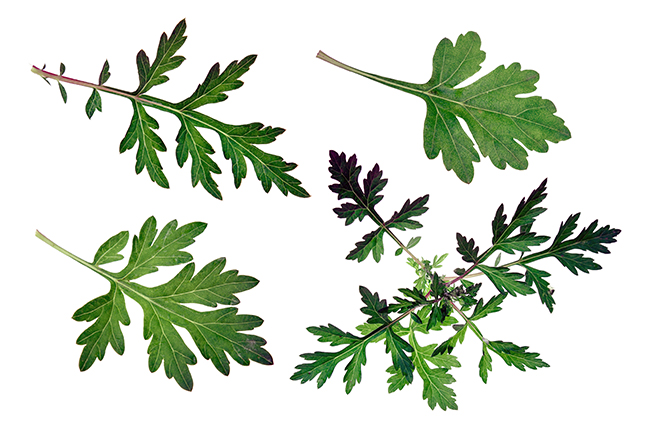 artemisia leaf shape variation