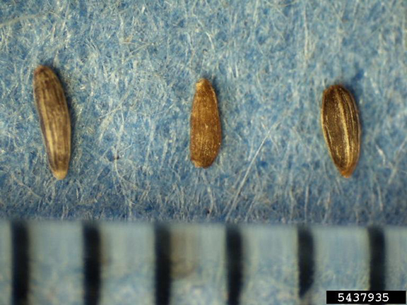 artemisia seeds