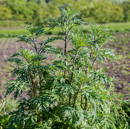 artemisia stems