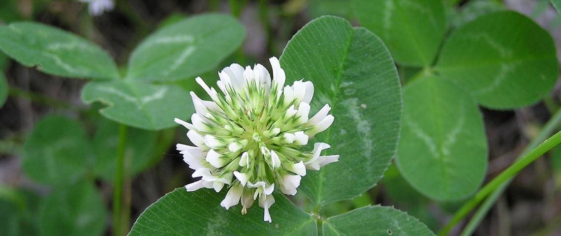 clover