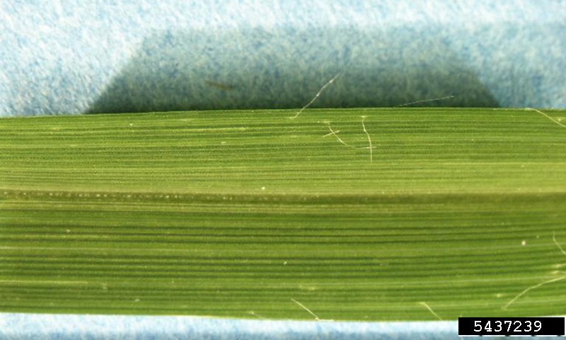 goosegrass creased leaf closeup