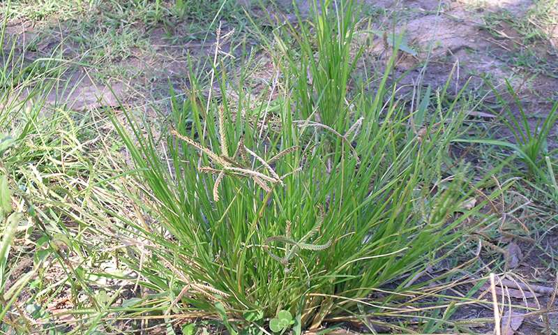 goosegrass whole plant