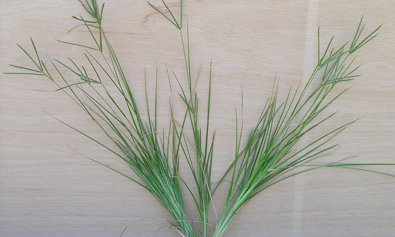 single goosegrass single plant
