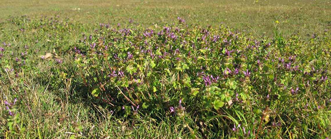 henbit