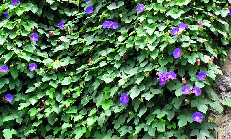 morning glory