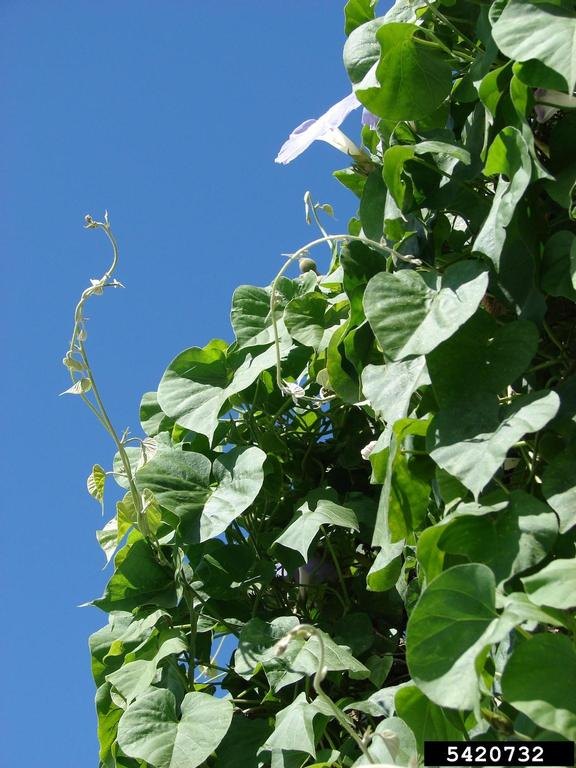 morning glory patch