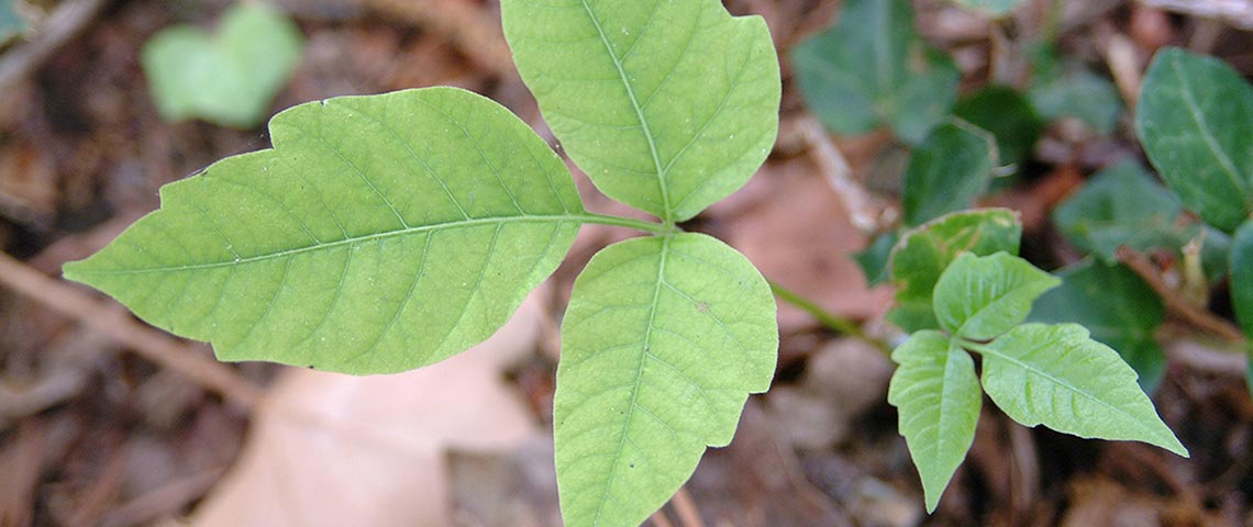 poison-ivy