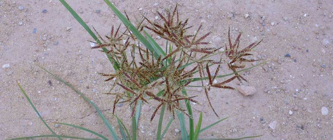 purple-nutsedge