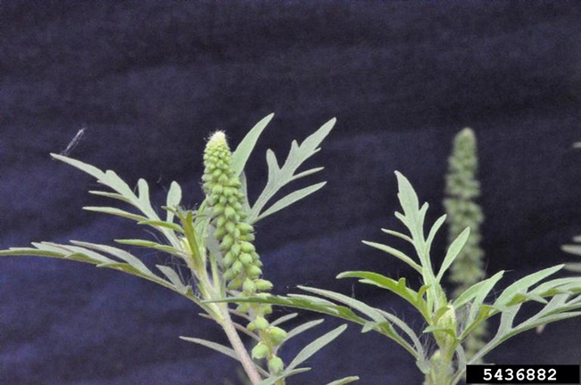 common ragweed flowers closeup