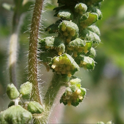 common ragweed male flower extreme closeup