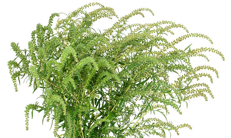 ragweed flowers