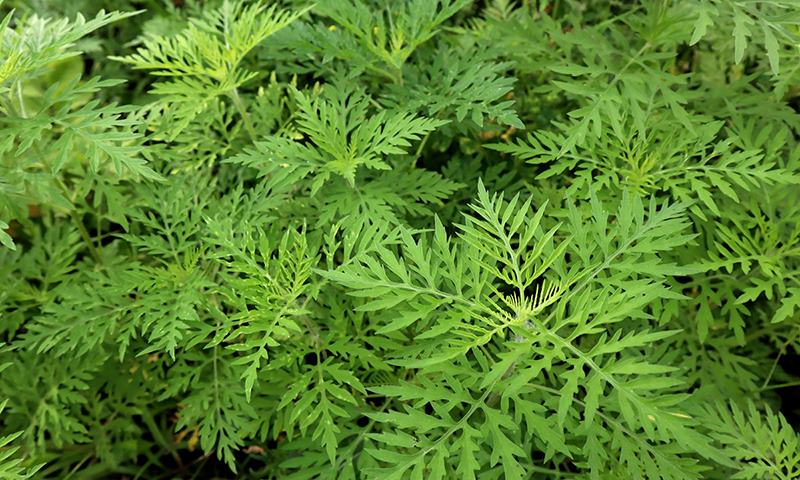 ragweed
