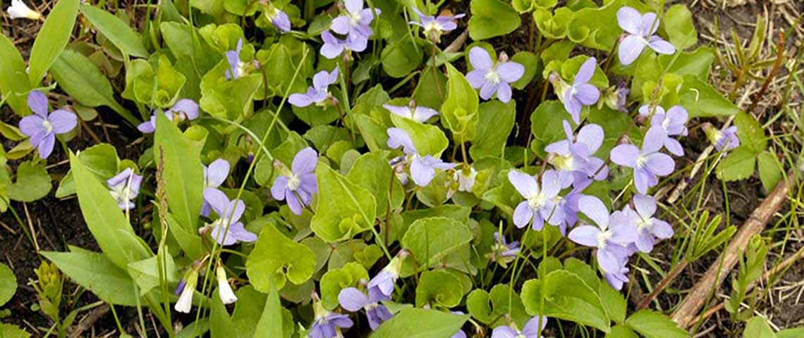 wild-violet